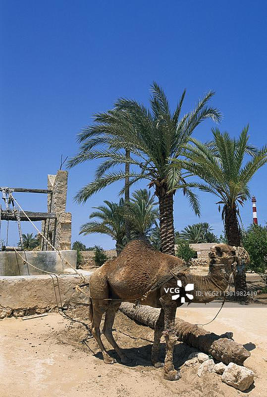 位于非洲突尼斯杰尔巴岛米敦的传统水井前的骆驼图片素材