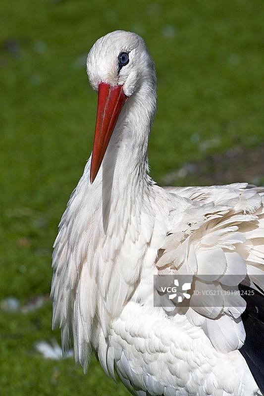 白鹳肖像（德国）图片素材