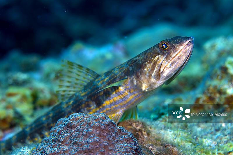 礁石、红带蜥鱼，洪都拉斯，加勒比海，中美洲图片素材