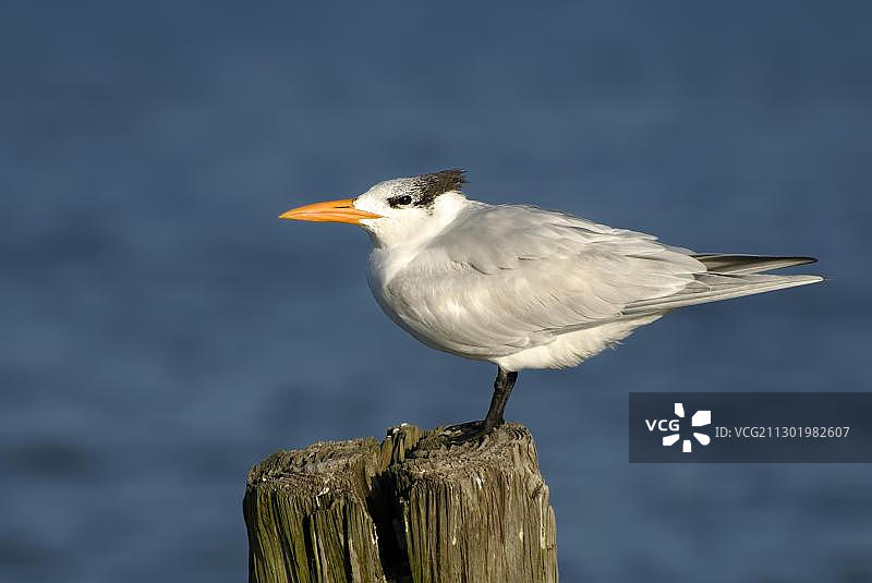 大凤头燕鸥图片素材
