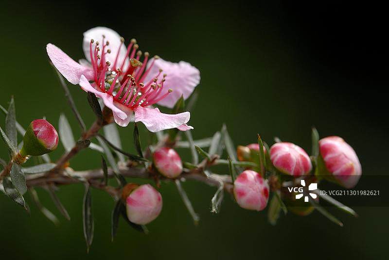 麦卢卡，茶树图片素材