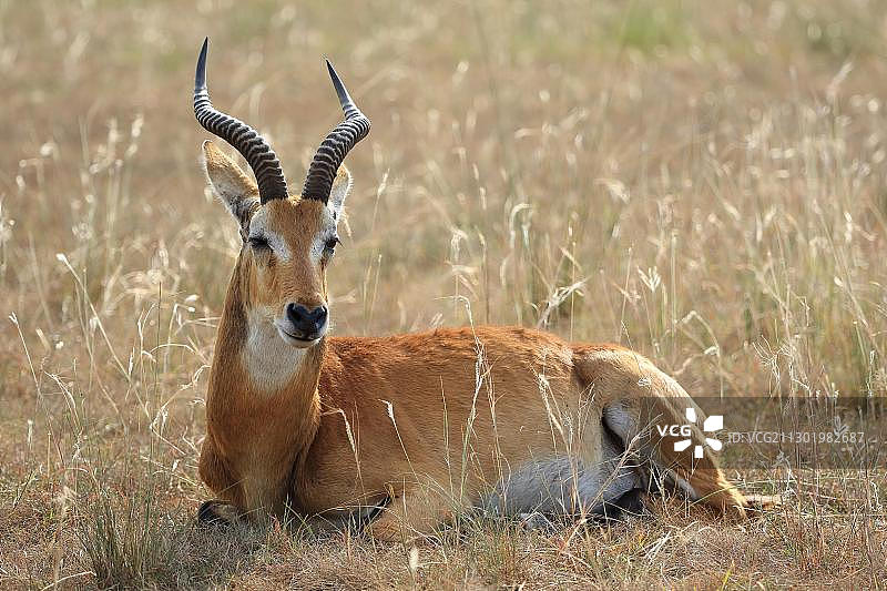 非洲乌干达伊丽莎白女王国家公园休息中的水羚图片素材