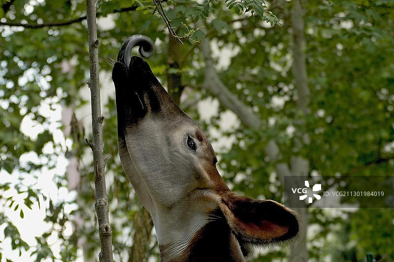 㺢㹢狓图片素材