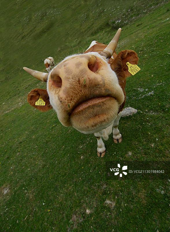 在奥地利萨尔茨卡默古特放养的奶牛图片素材