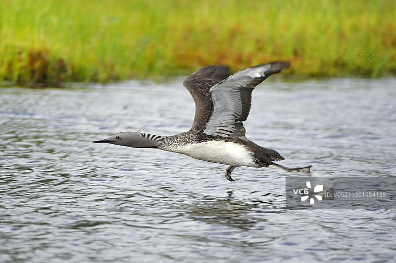 红喉潜鸟从湖面起飞图片素材