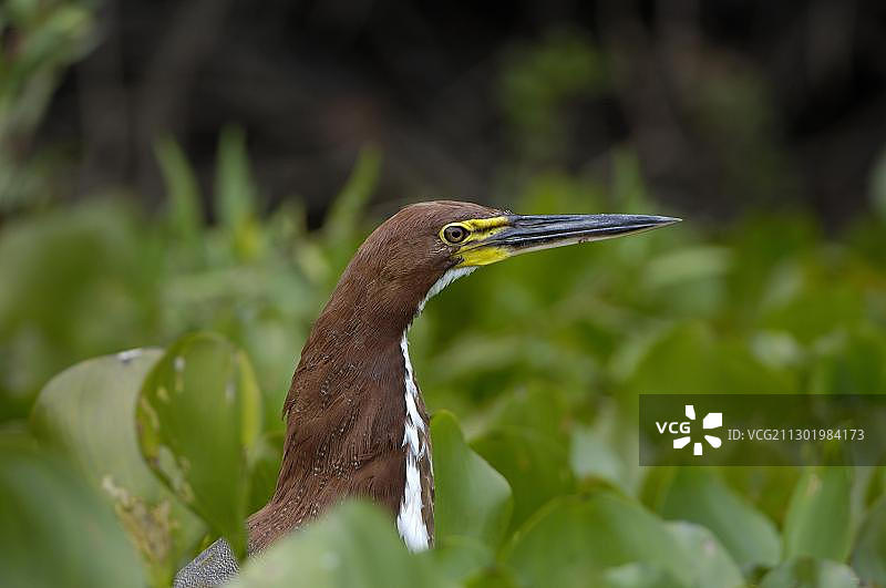 苍鹭潘塔纳尔巴西图片素材