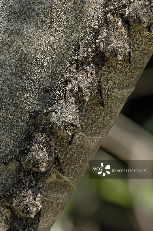 吻蝠在树上睡觉，潘塔纳尔，巴西图片素材