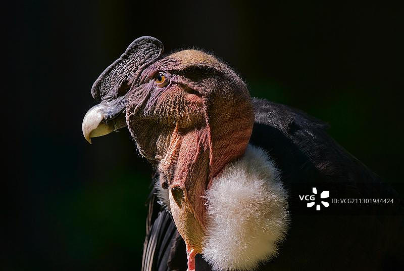 安第斯神鹰图片素材