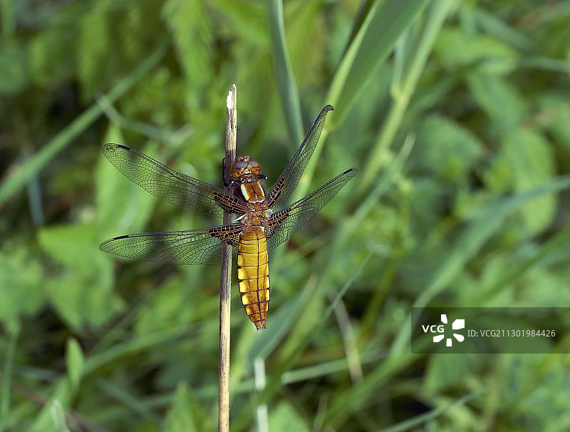 宽体蜻蜓（雌性）图片素材
