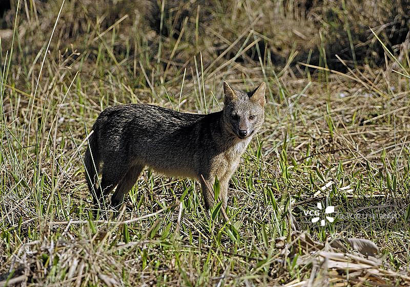 狐狸，南美小狐，巴西潘塔纳尔图片素材