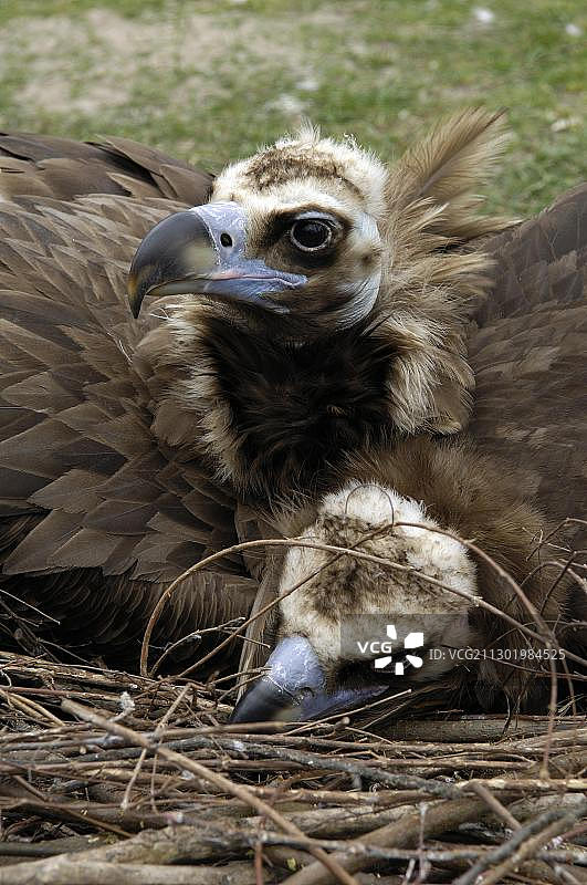 秃鹫在巢穴中图片素材