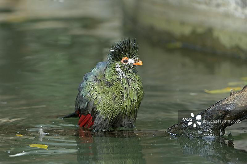 白颊蕉鹃图片素材