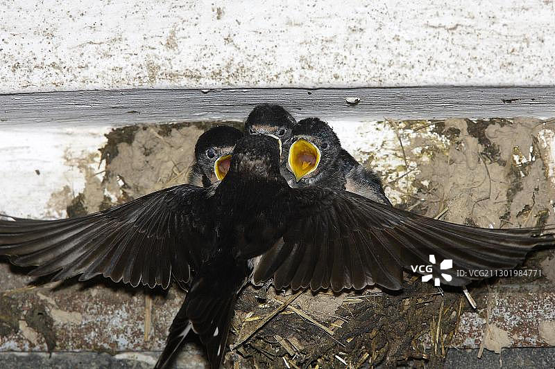 家燕在牛棚里觅食图片素材