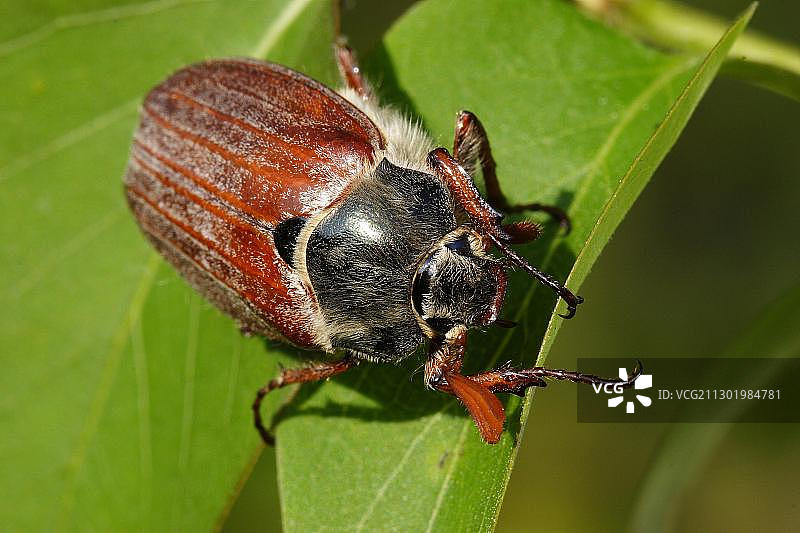 欧洲金龟图片素材