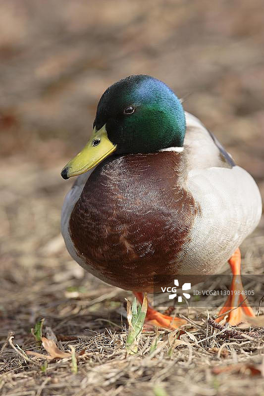 野鸭(Anas platyrhynchos)图片素材