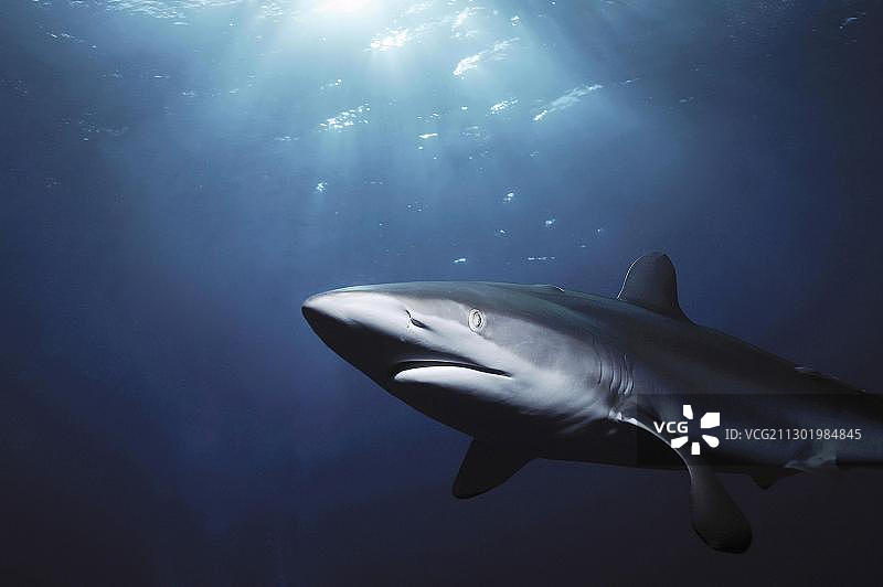 丝鲨图片素材