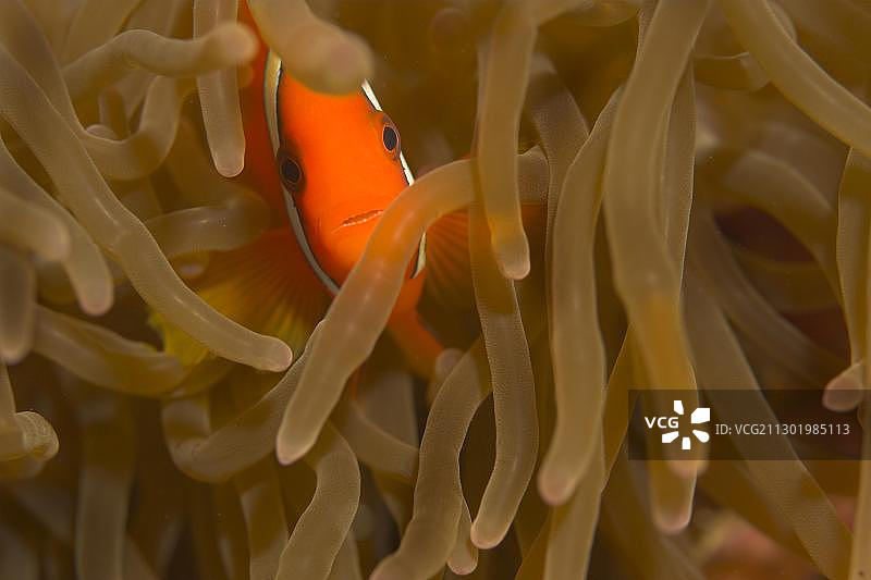 缰绳海葵鱼图片素材