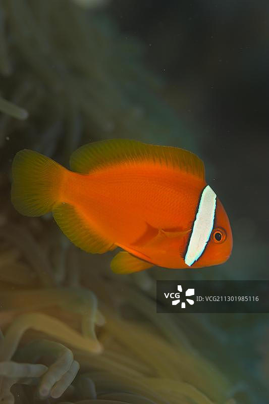 幼年缰绳海葵鱼，Amphiprion frenatus。图片素材
