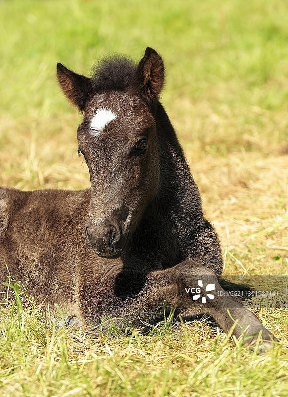 冰岛马驹图片素材