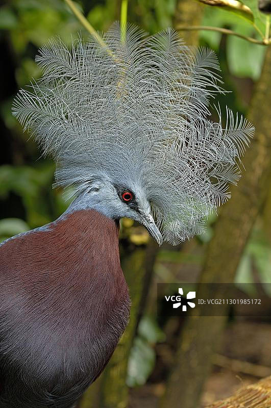 凤冠鸠图片素材