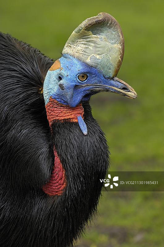 食火鸡图片素材