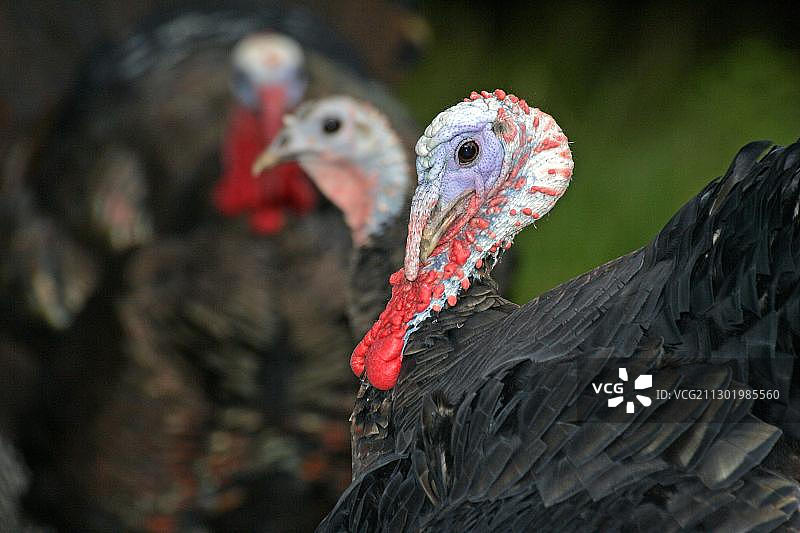 火鸡：常见火鸡，交配中的公火鸡和母火鸡，求偶图片素材