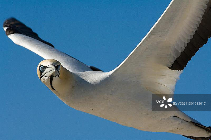 飞翔的北方塘鹅，非洲南非兰伯特湾图片素材