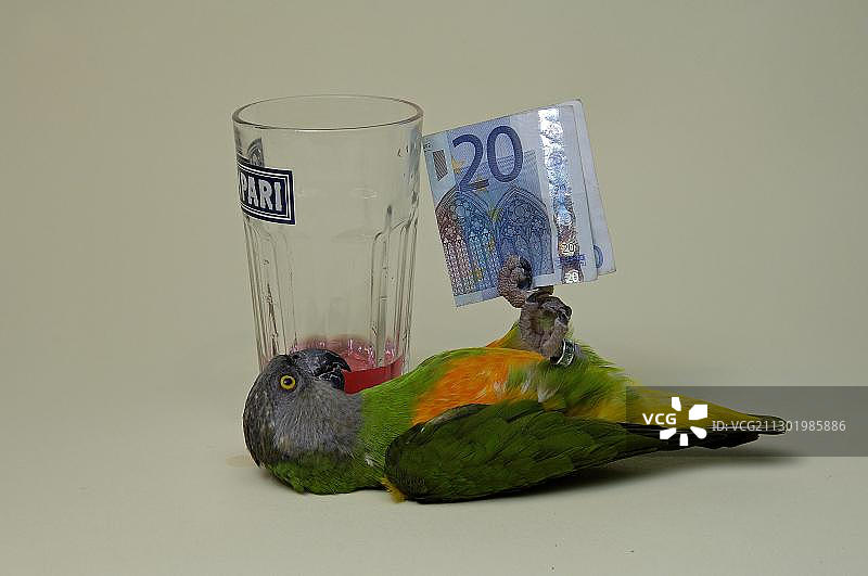 塞内加尔鹦鹉图片素材