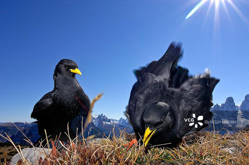 两只高山兀鹫图片素材