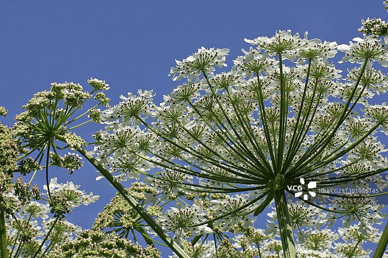 开花的巨型猪草 - 有毒植物(Heracleum mantegazzianum)图片素材