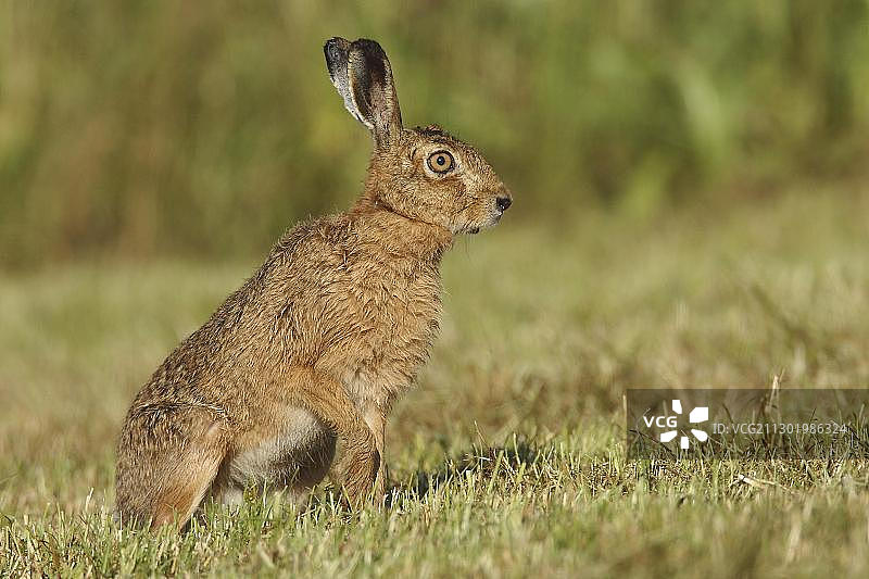 野兔图片素材