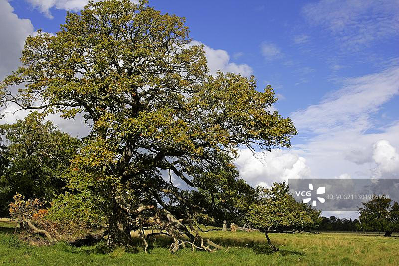 古老的英国栎树图片素材