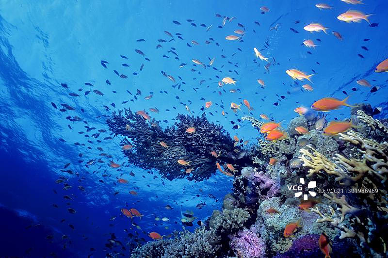 埃及红海的珊瑚礁，非洲图片素材