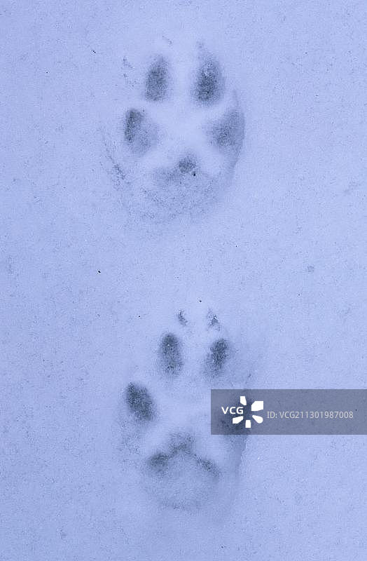 雪地上的狐狸脚印图片素材