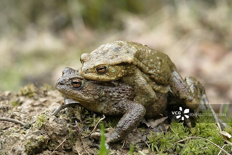 一对欧洲蟾蜍图片素材