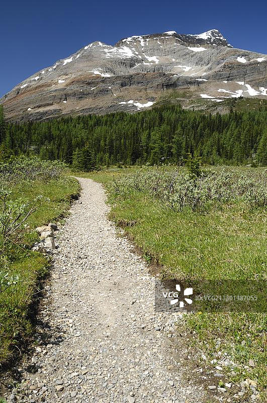 加拿大不列颠哥伦比亚省优鹤国家公园的徒步小径图片素材