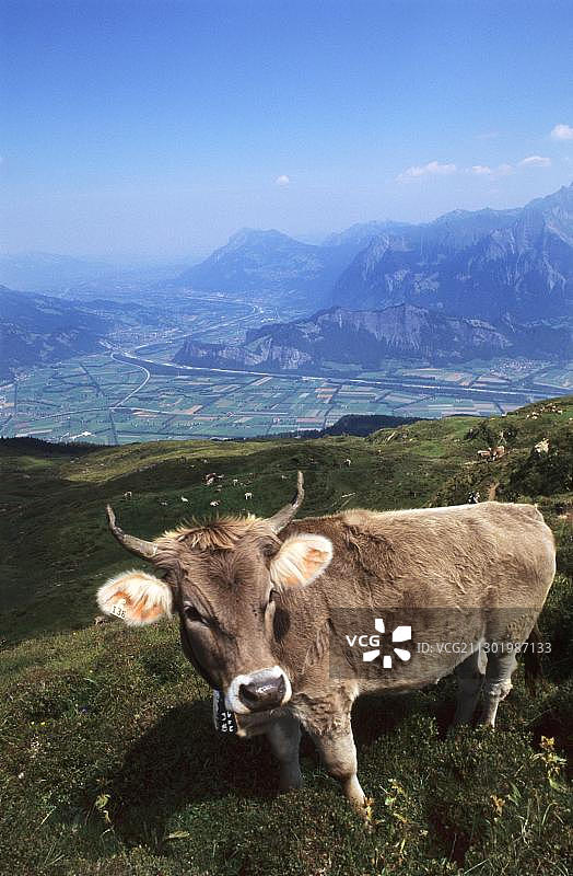瑞士圣加仑州皮措尔山草甸上的奶牛，欧洲图片素材