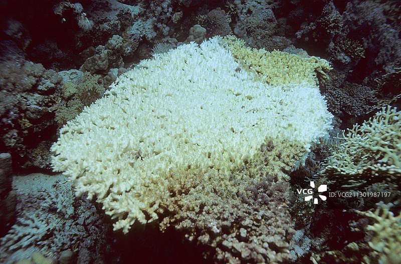 珊瑚白化：全球变暖被认为是珊瑚死亡的主要原因（马尔代夫）图片素材