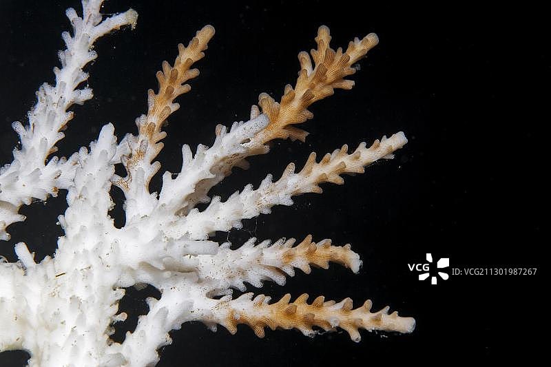 珊瑚礁特写：热带海洋风光图片素材