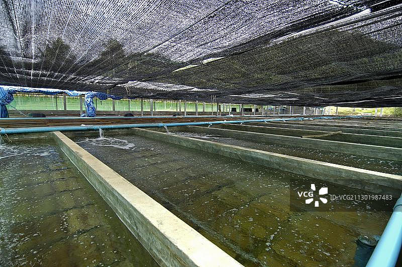 泰国鲍鱼贻贝养殖场图片素材