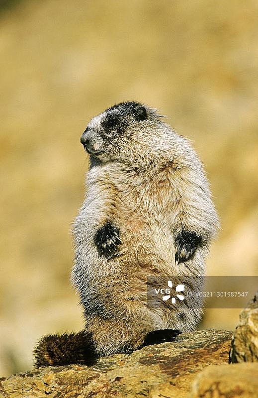 灰色旱獭（Marmota aligata）潜伏，肖像，德纳里国家公园，阿拉斯加图片素材