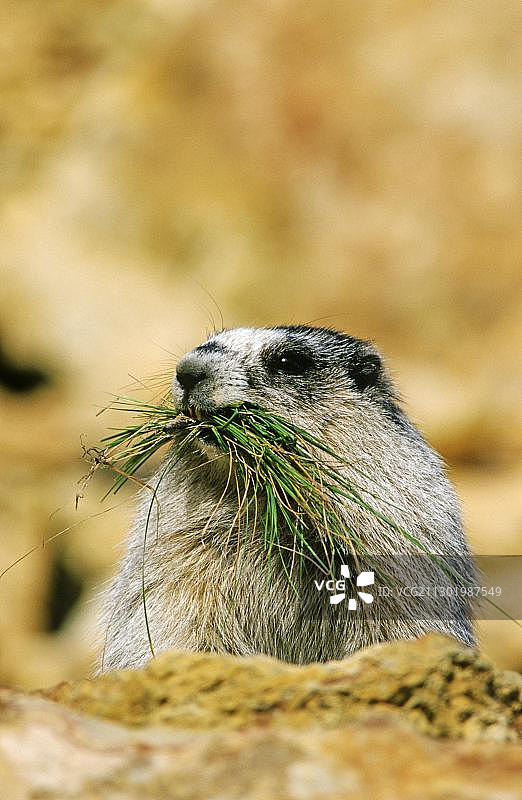 灰色旱獭（Marmota aligata）将草带到巢穴，德纳里国家公园，阿拉斯加图片素材