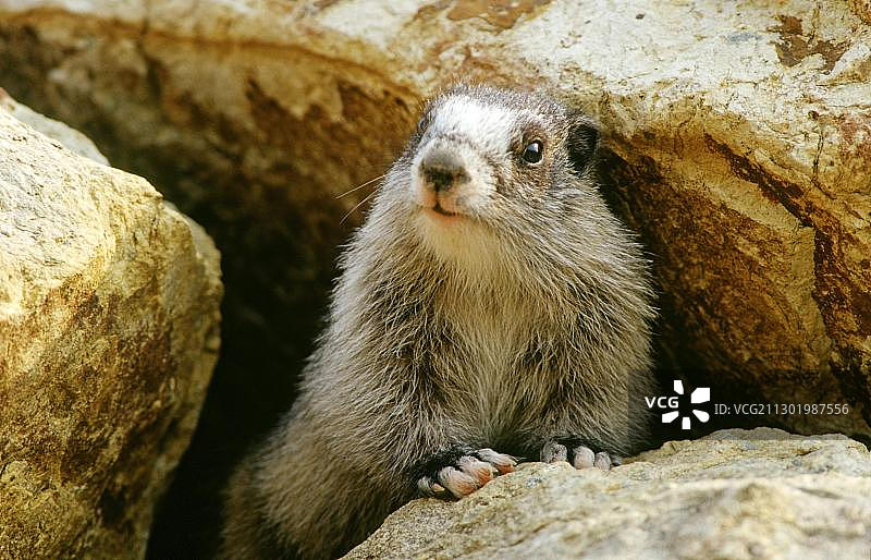 阿拉斯加旱獭肖像图片素材