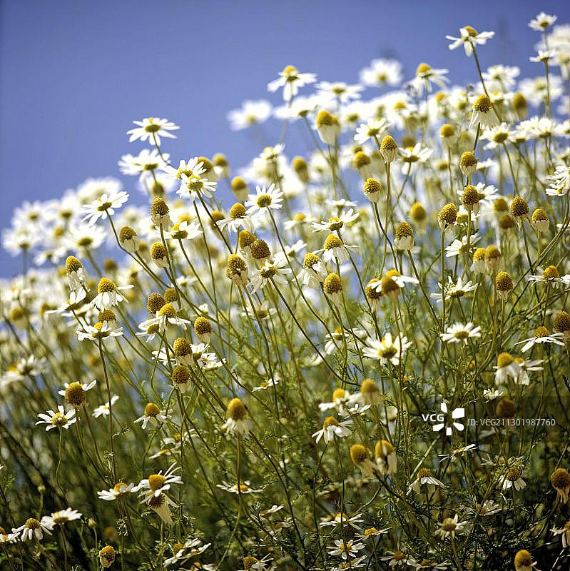 德国洋甘菊图片素材