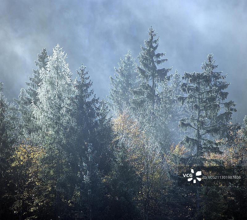 雾气缭绕的山间森林图片素材