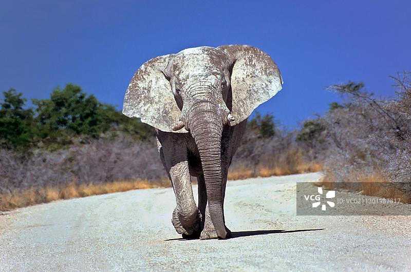 非洲象攻击图片素材