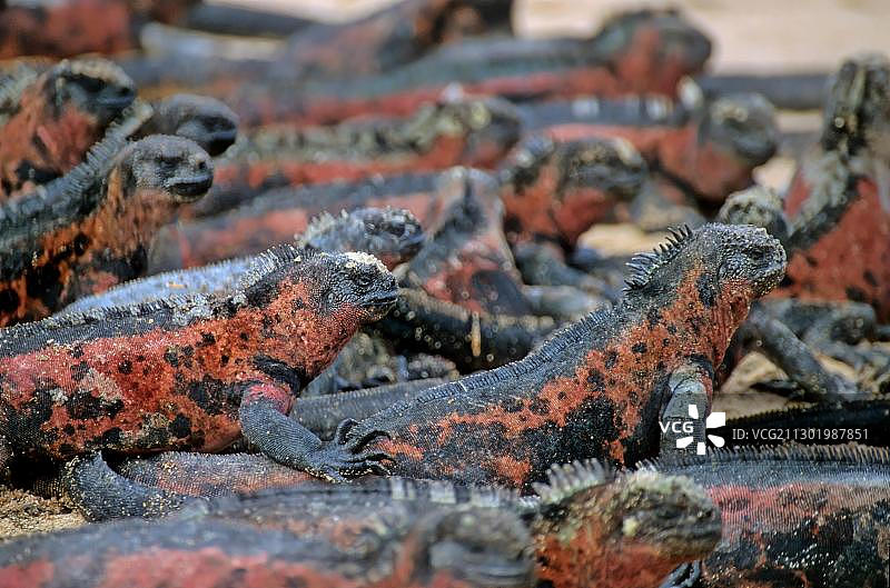 海鬣蜥聚集图片素材