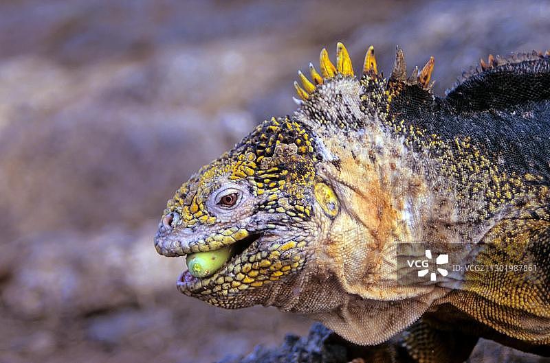 加拉帕戈斯陆鬣蜥食用仙人掌果实图片素材