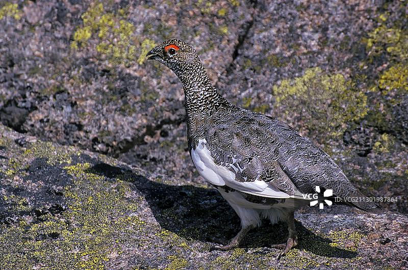 雷鸟（夏羽伪装的雄性）图片素材