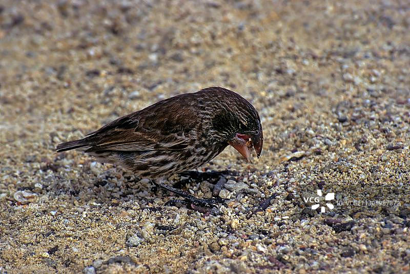 大地雀（大地雀属），达尔文雀的一种图片素材